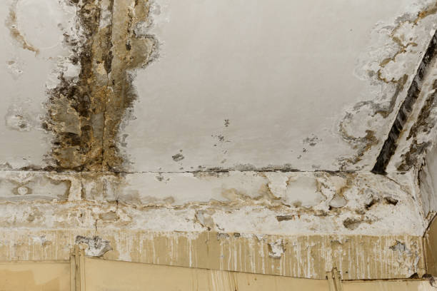 Best Water Damage & Mold Remediation  in Philmont, NY