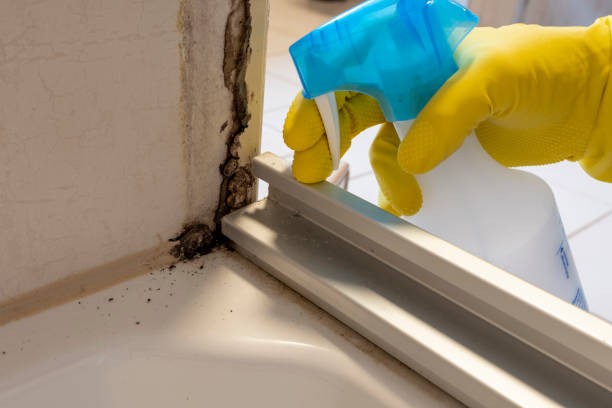 Best Basement Mold Removal  in Philmont, NY